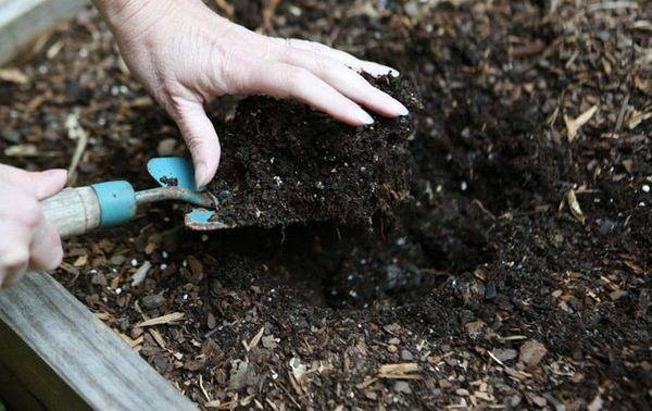 Как подготовить почву для огурцов в теплице весной перед посадкой