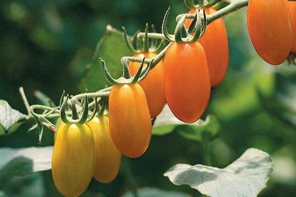 Гибрид томата «черри ира f1»: фото, видео, отзывы, описание, характеристика, урожайность