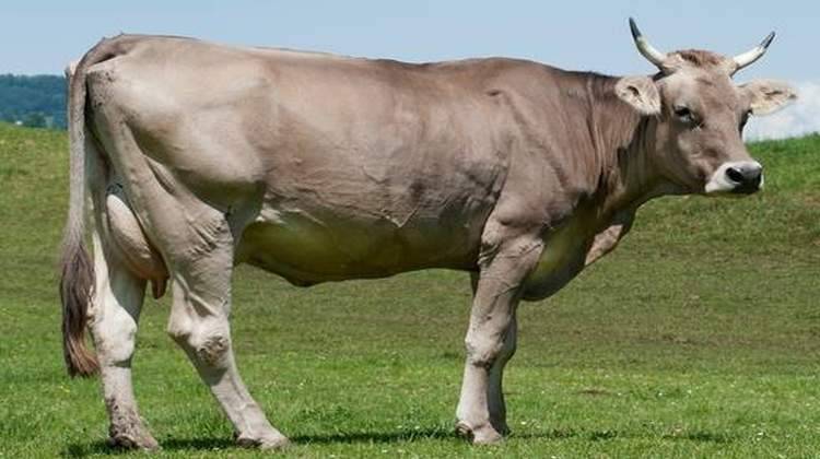 Характеристики холмогорской породы коров, рождаемость и качество молока