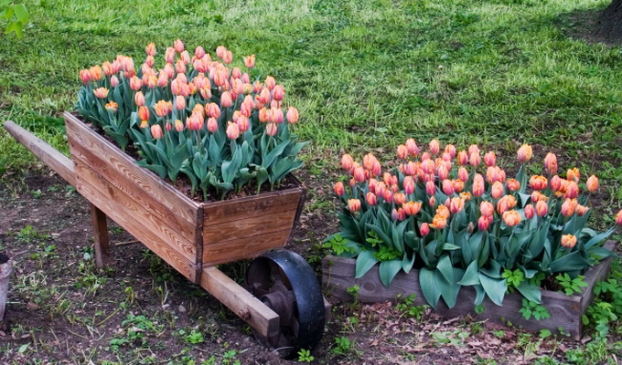 Можно ли весной сажать тюльпаны, в какие сроки и как проводить процедуру