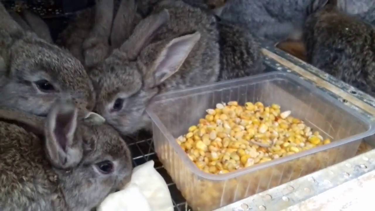 Чем кормить маленьких крольчат: разбираем по пунктам