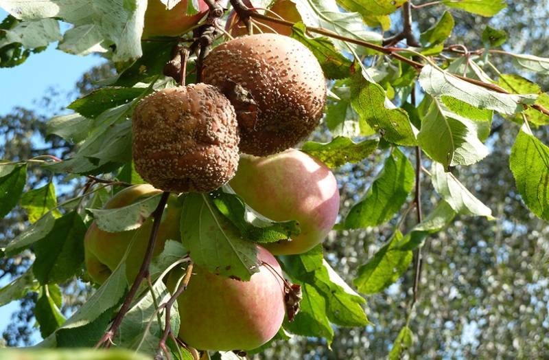 Плодовая гниль яблони  – как спасти дерево?
