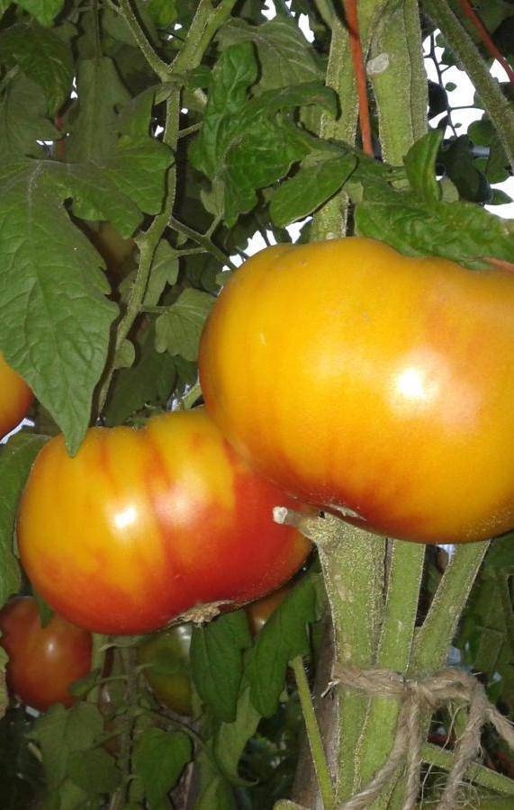 Топ 35 самых высокоурожайных сортов помидоров
