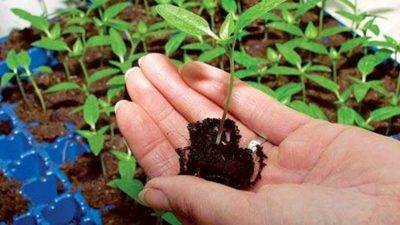 Как вырастить крепкую рассаду огурцов в домашних условиях? от подготовки семян до ухода после прорастания