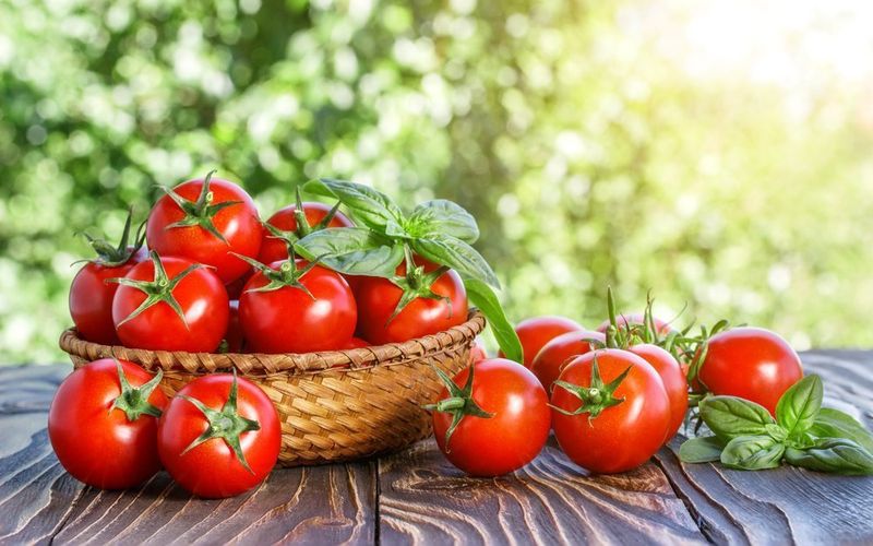 Урожайный сорт томата «слот f1»: секреты выращивания и описание сорта