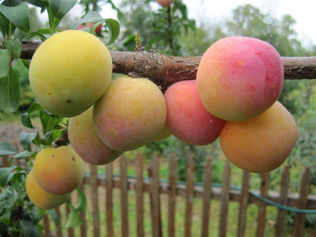 Слива утро: описание популярного сорта плодовых деревьев, правила и особенности выращивания