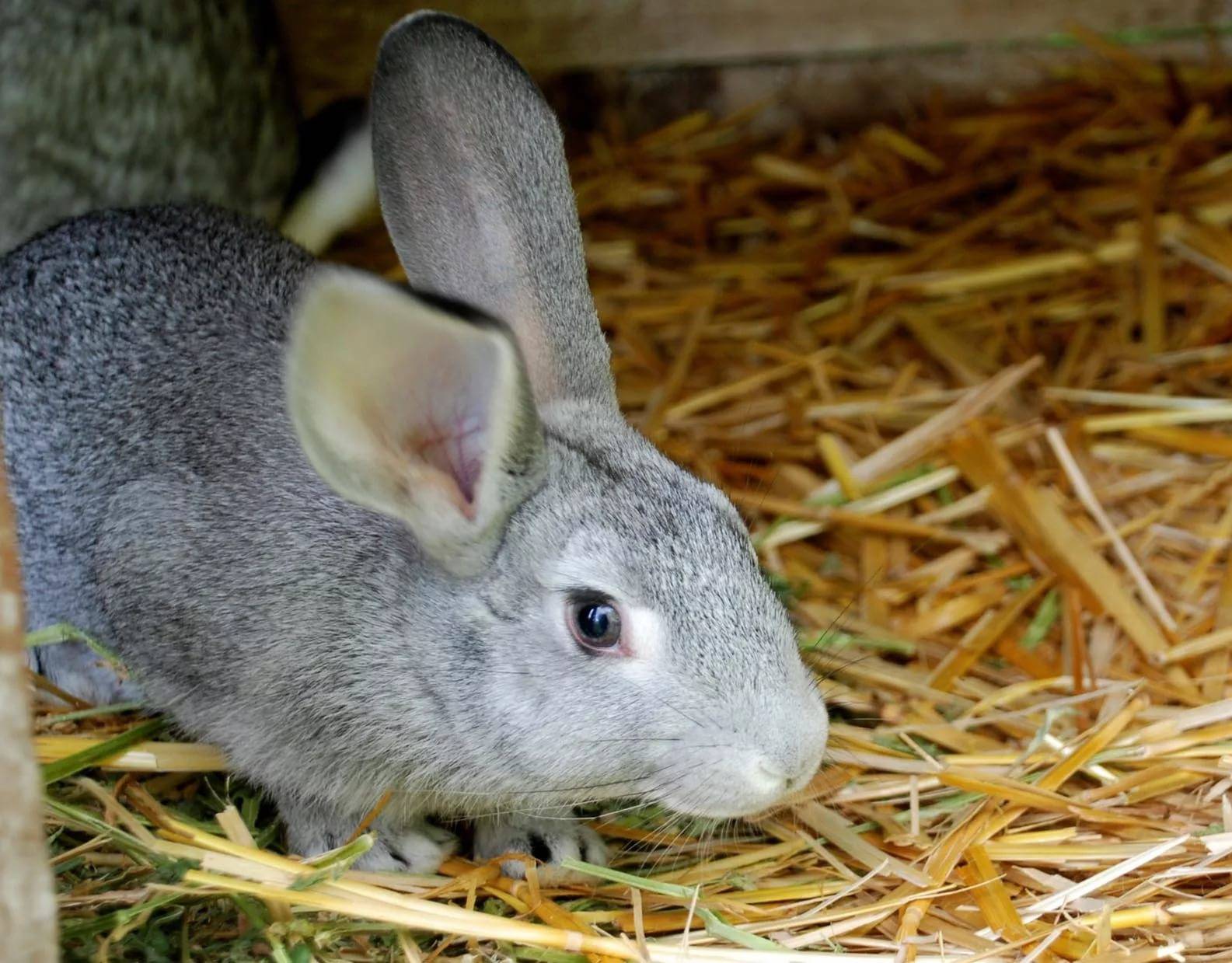 Лечение вирусной геморрагической болезни кроликов