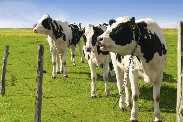 Характеристика голштинской породы коров: плюсы и минусы