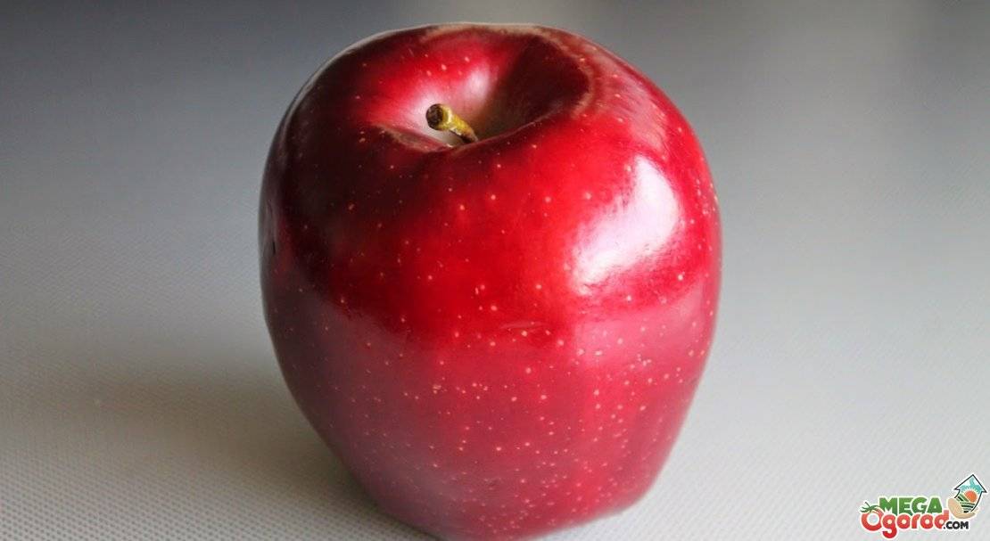 Что собой представляет сорт яблони айдаред?