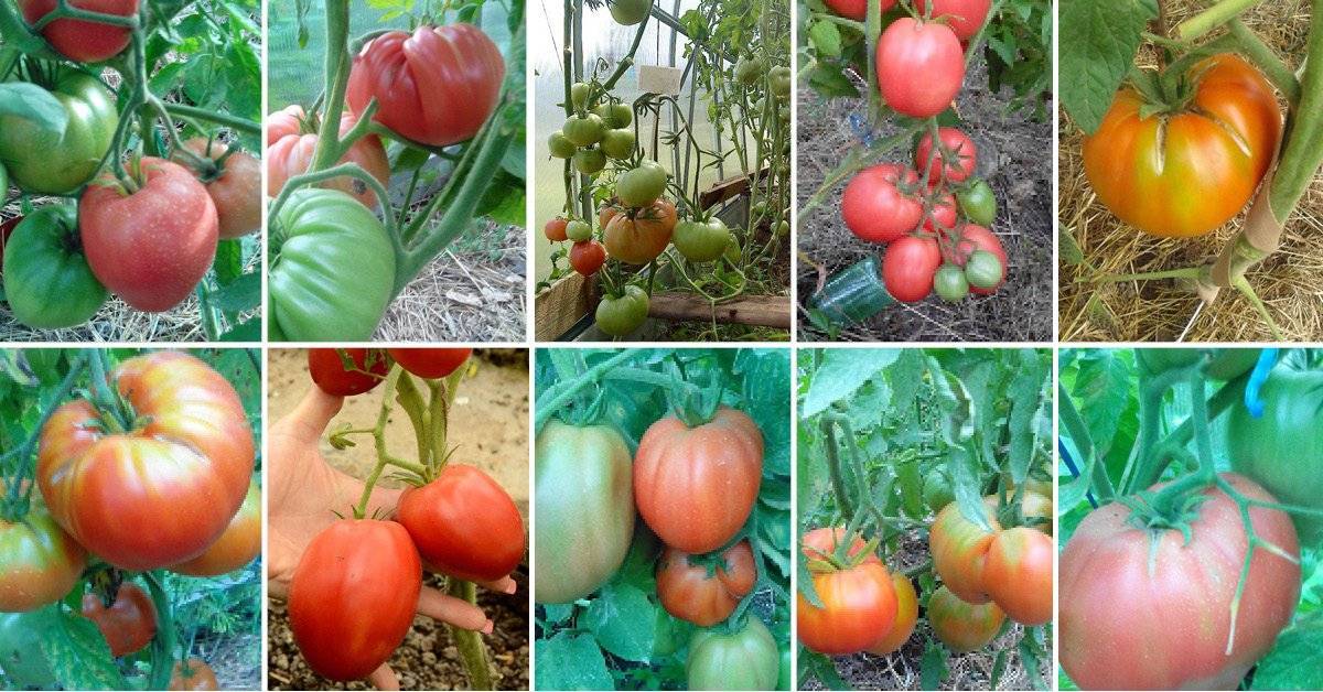 Вкусный помидорчик для любителей плодов с кислинкой — описание гибридного сорта томата «любовь»