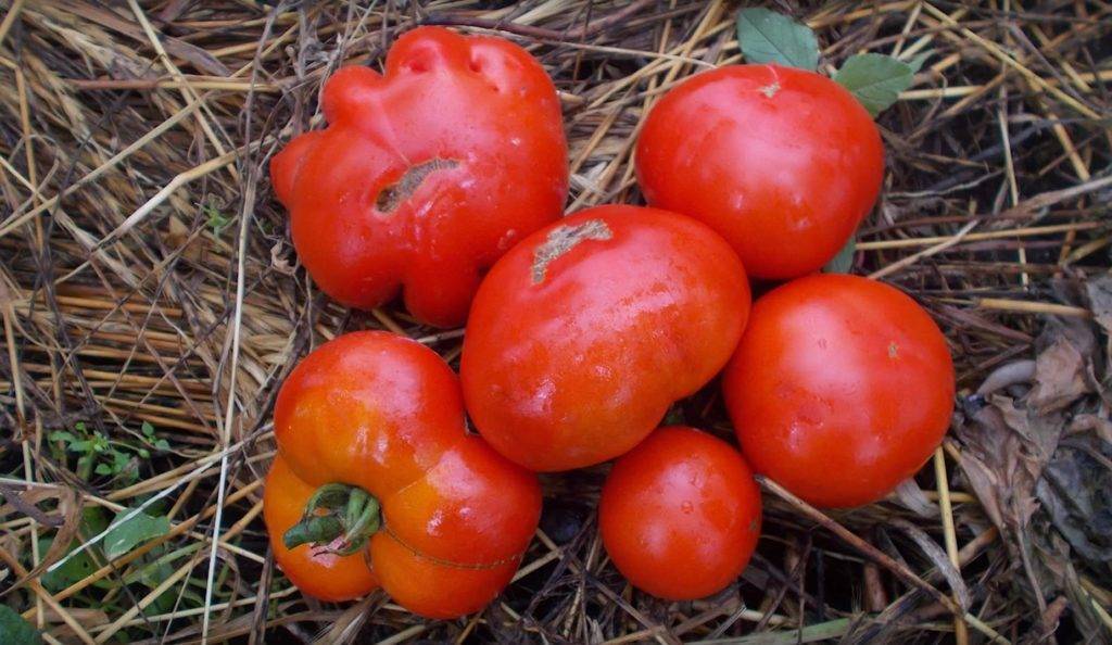 Описание сорта томата сахарные уста, его характеристика и урожайность