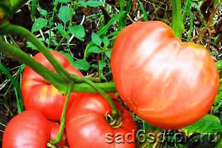 Популярный среди фермеров биф-томат «розовый мясистый», описание сорта