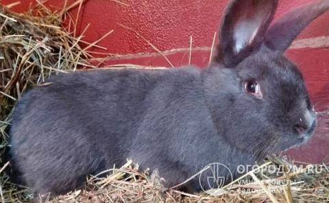 Черно-бурый кролик – всё про универсальную породу
