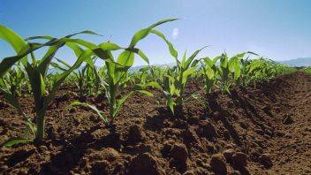 Основная и предпосевная обработка почвы после кукурузы