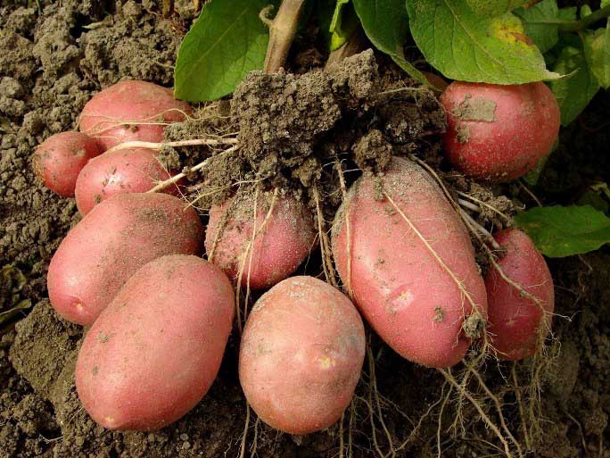 Сорт картофеля «радонежский» – описание и фото