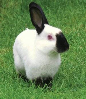 Гималайский кролик: описание породы и характеристика, правила ухода