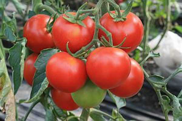 Сахарные уста — урожайный томат для консервирования и свежих салатов. описание, выращивание, отзывы