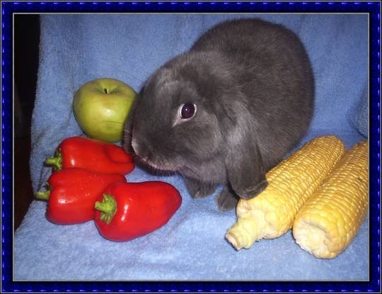Какие овощи можно кроликам: перечень и правила кормления, что нельзя
