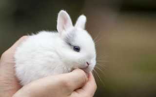 Сильно ли пахнут кролики