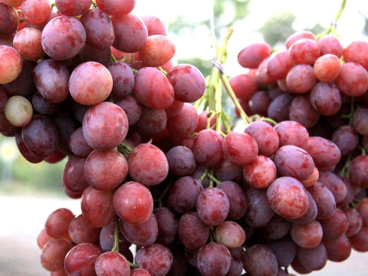 Сорт винограда галахад – описание уход посадка