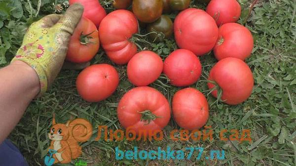 Особенности выращивания и ухода за томатом «бизон черный»