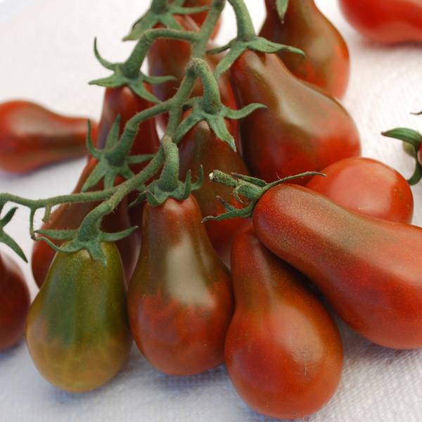 Сорт томата «черная груша»: фото, отзывы, описание, характеристика, урожайность