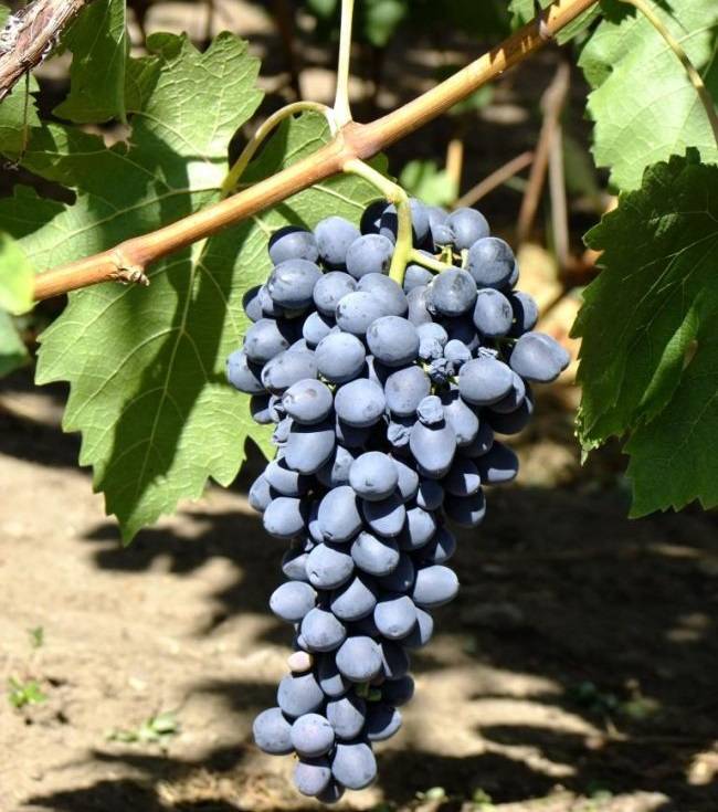 Разновидность винограда кишмиш аттика — посадка и уход