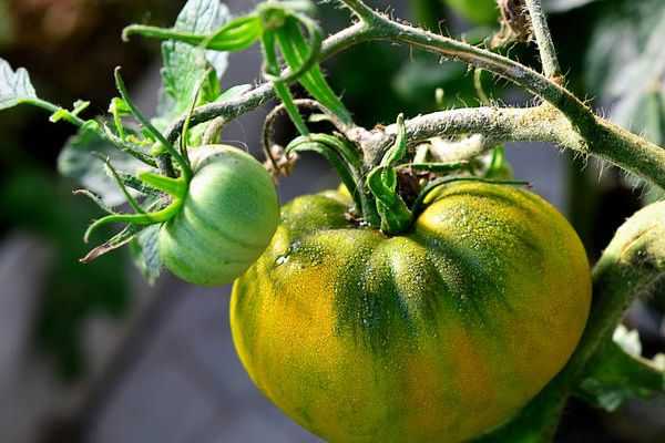 Кисло-сладкий, раннеспелый сорт томата «русский вкусный»: достоинства и недостатки помидора