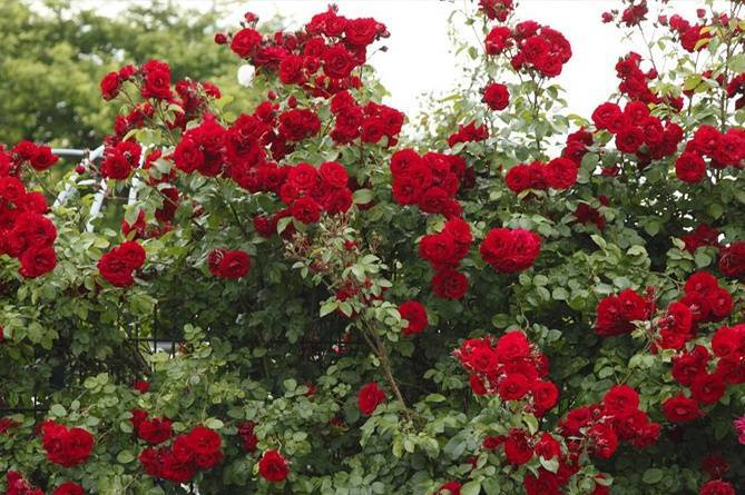 Плетистые розы: описание сортов, обрезка и подвязка