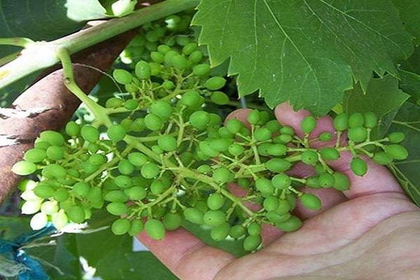 Что делать, если пересаженный на постоянное место виноград плохо растет и чего ему не хватает