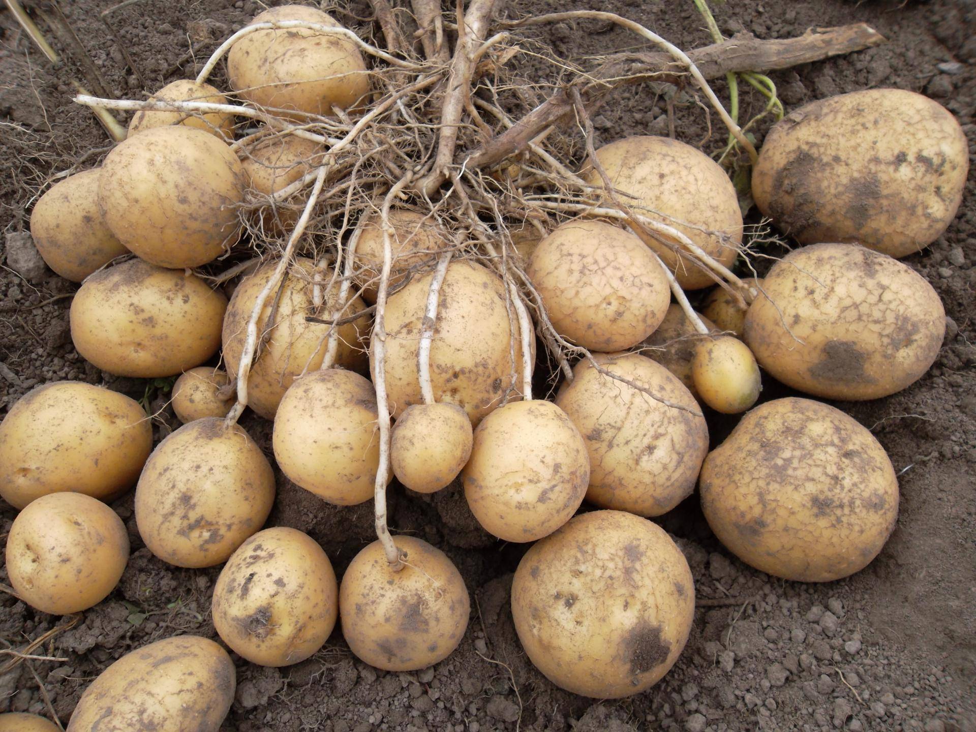 Сорт картофеля «ильинский» – описание и фото