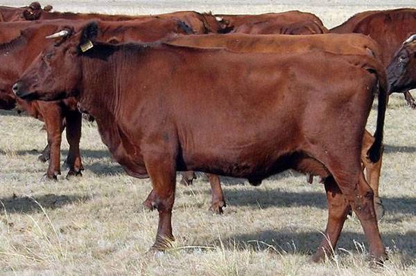 О красной степной породе коров: описание и характеристики, содержание, уход