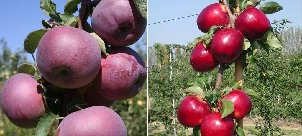 Яблоня осеннее полосатое: особенности сорта и ухода