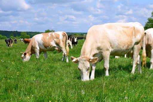 Характеристики сычевской породы коров, правила кормления, особенности содержания