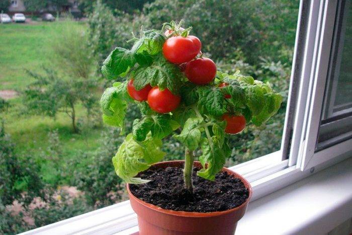 Особенности выращивания помидоров Черри на подоконнике дома