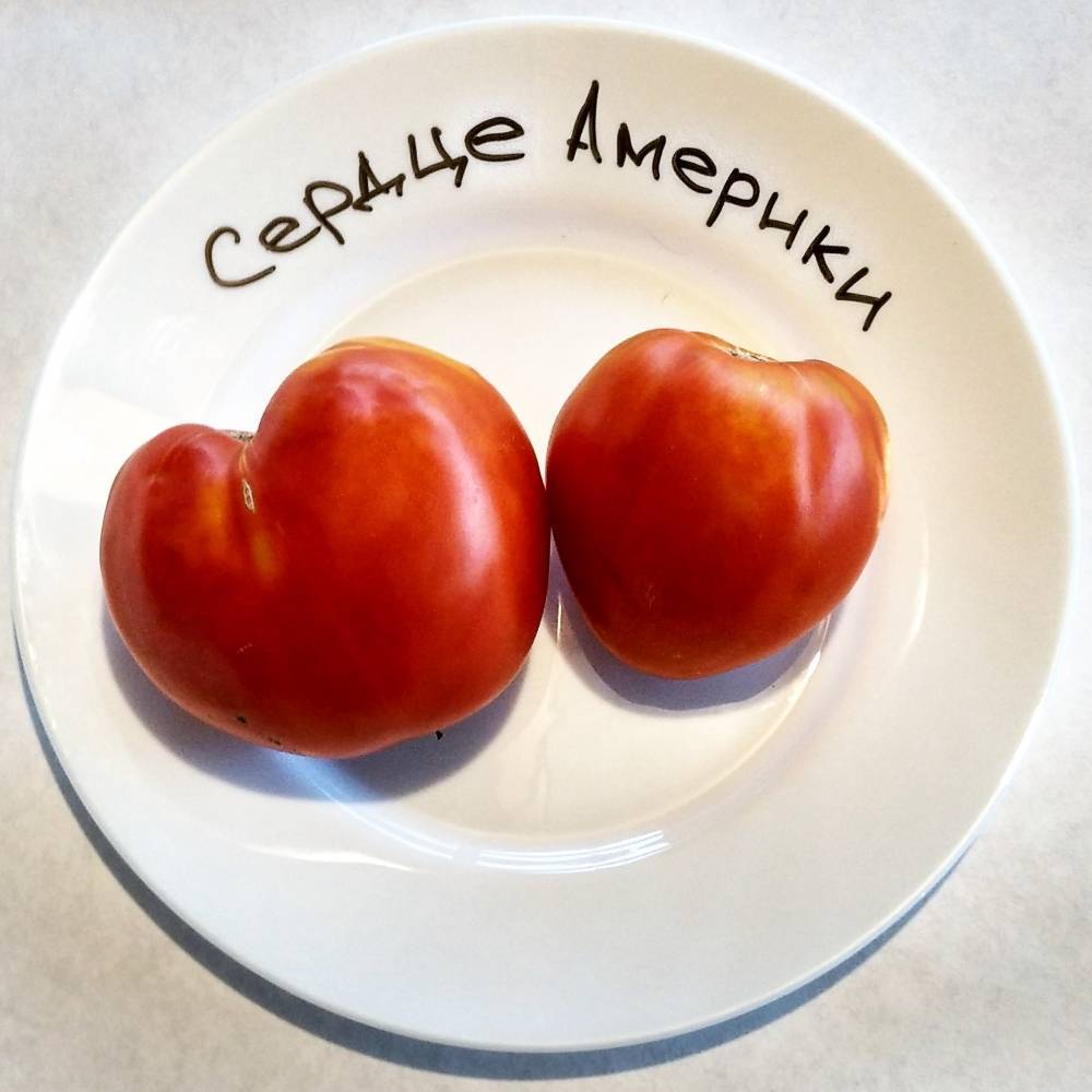 Вкусный и проверенный временем томат «сердце ашхабада»: обзор сорта и азов его выращивания