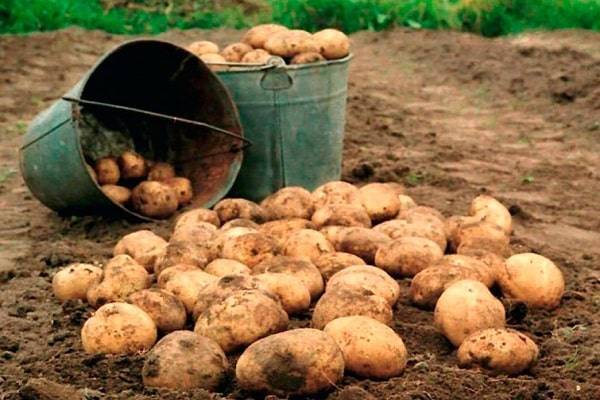 Как повысить урожай картофеля с 1 га на домашнем огороде?