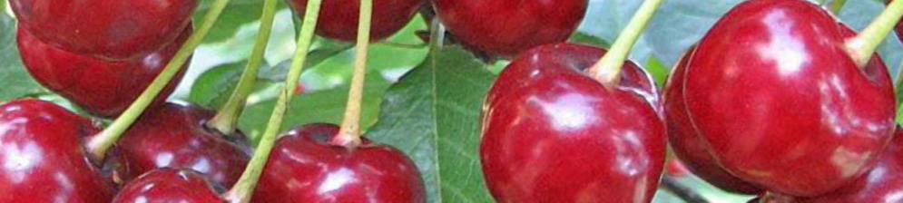 Лучшие самоплодные сорта вишни с описанием и фото