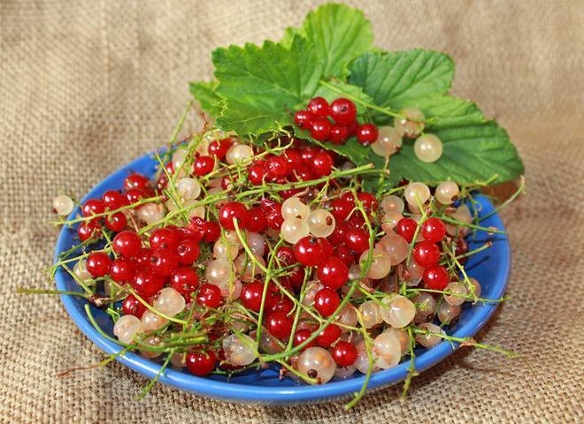 Варенье из красной смородины на зиму — простые рецепты густого варенья