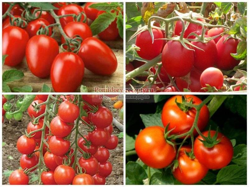 Самые урожайные и лучшие сорта томата для открытого грунта