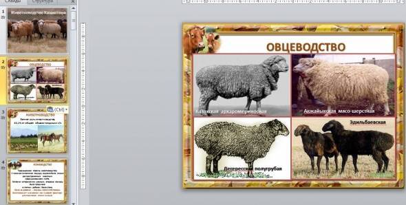 Описание и характеристики овец породы суффолк, особенности содержания