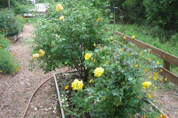 Английские розы – сорта с описанием и фото, особенности выращивания, обрезка и уход за растением