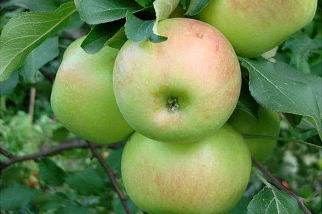 Описание сорта яблони Кутузовец и история выведения, регионы для выращивания