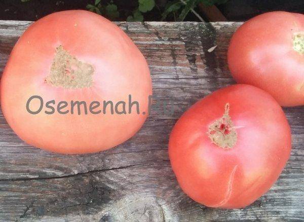 Семена помидор + самые лучшие сорта томатов для сибири. каталог на 2020 год