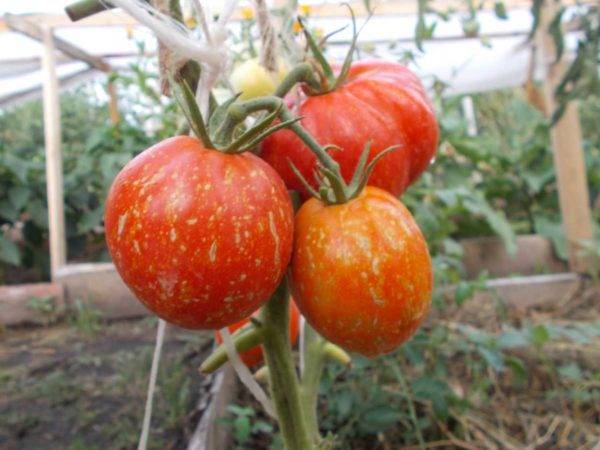 Характеристика и описание сорта томата Каскад, его урожайность