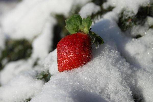 Как подготовить клубнику к зиме – все самые важные осенние работы