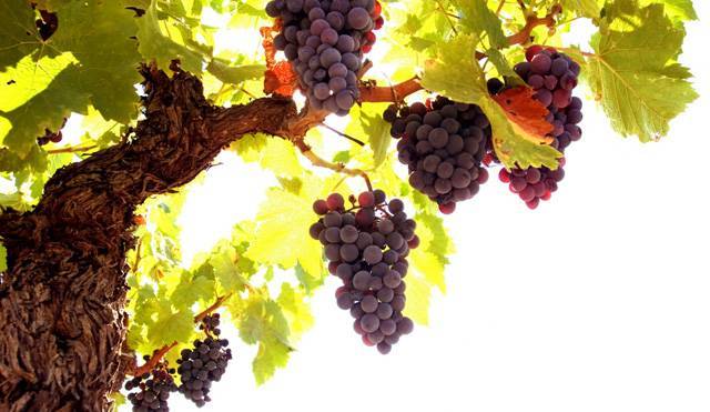 Посадка и уход за виноградом в сибири, выбор сорта и схема выращивания для начинающих