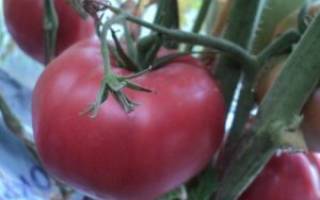 Описание розового томата медовый и условия выращивания сорта в тепличных условиях