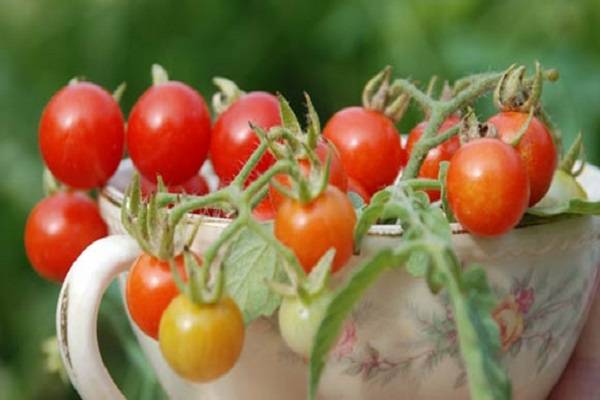 Описание сорта томата клепа, особенности выращивания и ухода