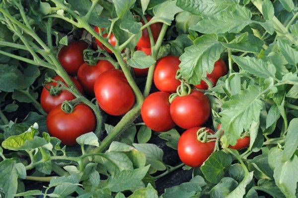Характеристика и описание сорта томата Оля, его урожайность